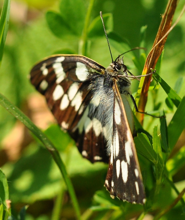 Melanargia galathea